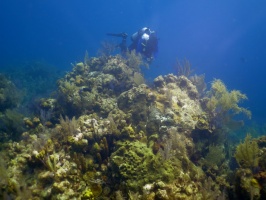 50 Reef IMG 4132